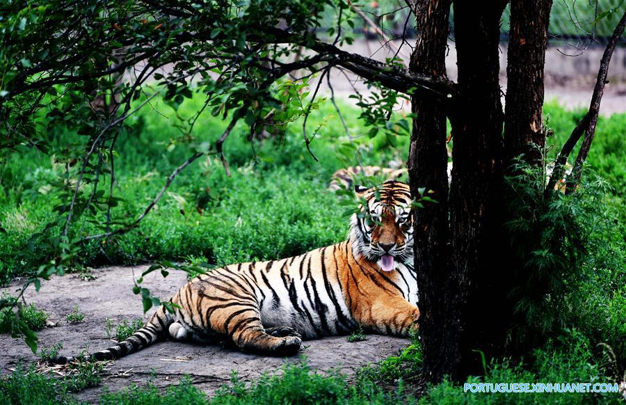 Vida de tigres siberianos no Parque do Tigre Siberiano no nordeste da China