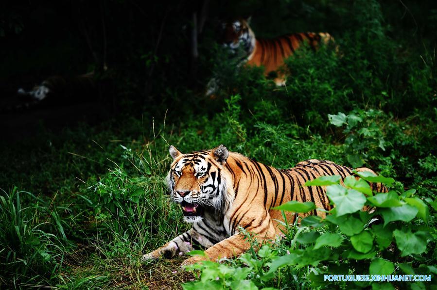 Vida de tigres siberianos no Parque do Tigre Siberiano no nordeste da China