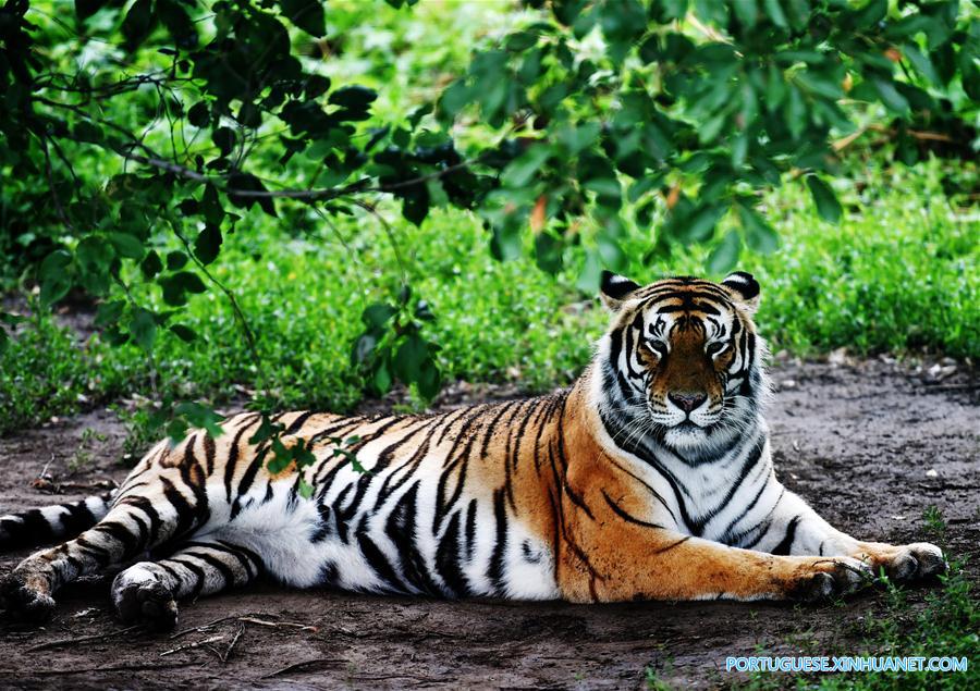 Vida de tigres siberianos no Parque do Tigre Siberiano no nordeste da China