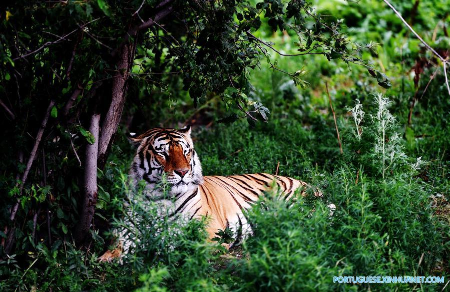 Vida de tigres siberianos no Parque do Tigre Siberiano no nordeste da China