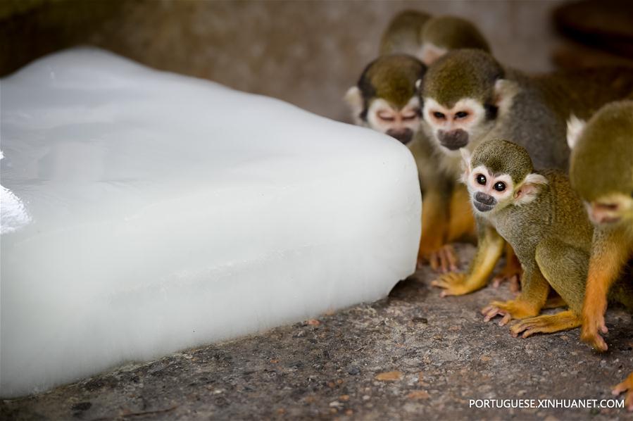 Zoológicos da China tomam medidas para refrescar animais durante calor intenso