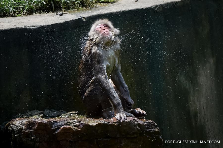 Zoológicos da China tomam medidas para refrescar animais durante calor intenso