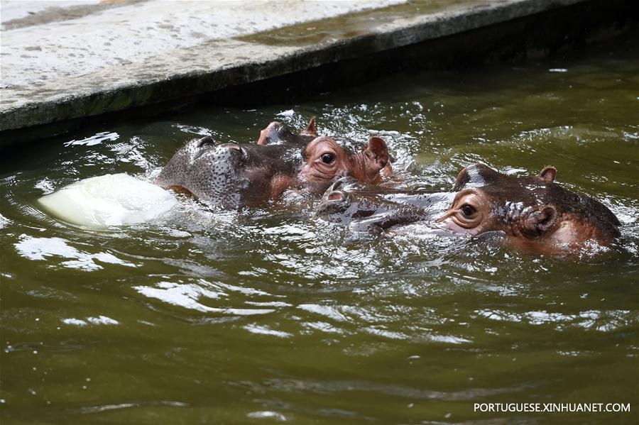 Zoológicos da China tomam medidas para refrescar animais durante calor intenso