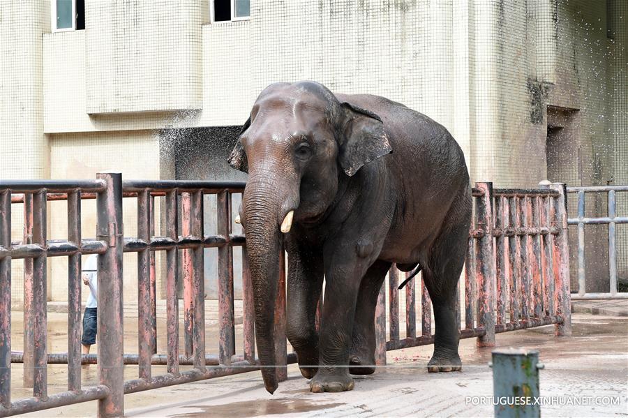 Zoológicos da China tomam medidas para refrescar animais durante calor intenso