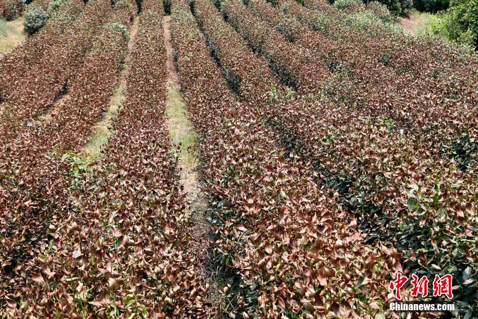 Onda de calor destrói colheitas de chá no leste da China