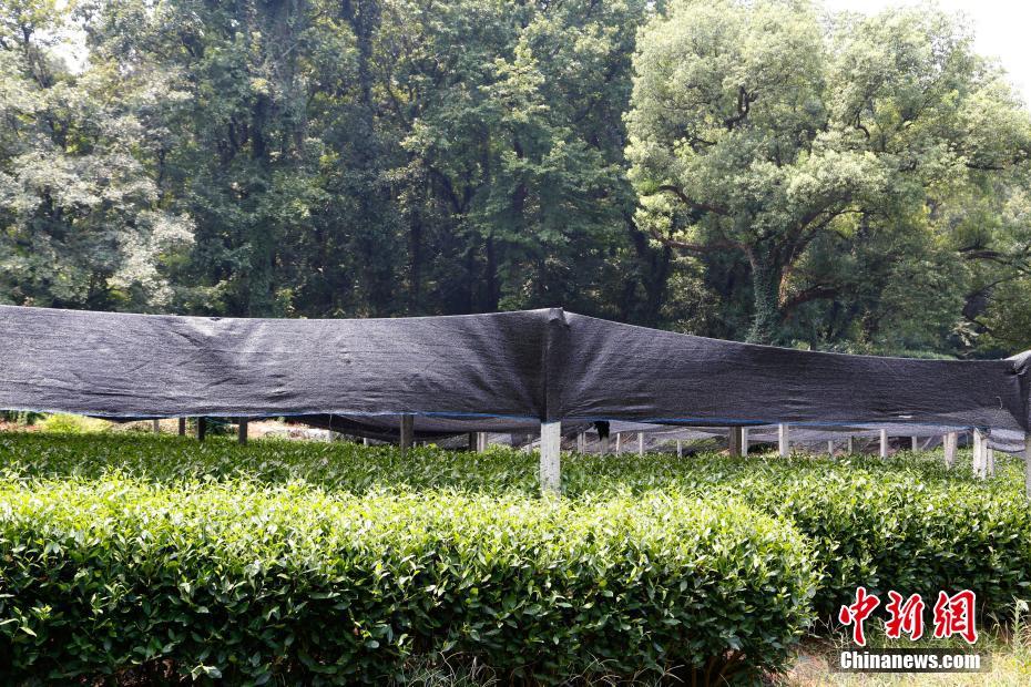 Onda de calor destrói colheitas de chá no leste da China