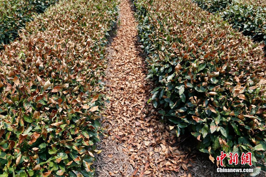 Onda de calor destrói colheitas de chá no leste da China