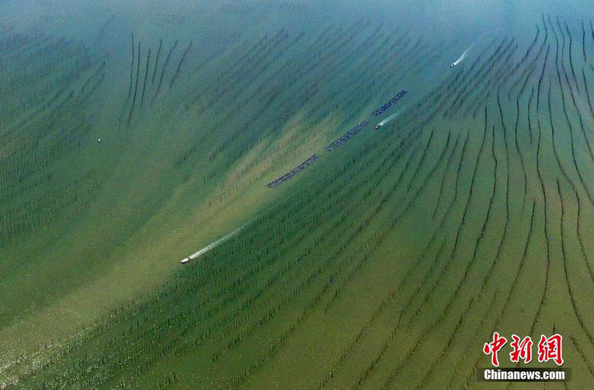 Galeria: Paisagem aérea do lodaçal de Xiapu, na província de Fujian