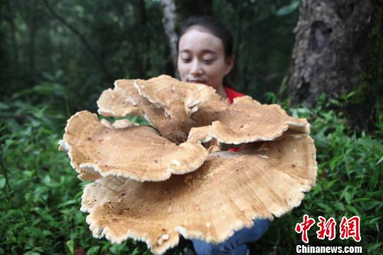 Cogumelo gigante é descoberto no sudoeste da China