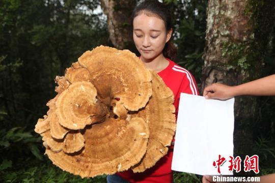 Cogumelo gigante é descoberto no sudoeste da China