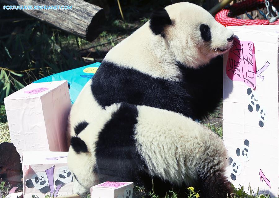 Pandas gêmeos celebram primeiro aniversário no zoológico de Schoenbrunn