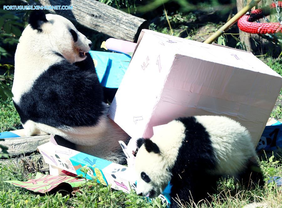 Pandas gêmeos celebram primeiro aniversário no zoológico de Schoenbrunn