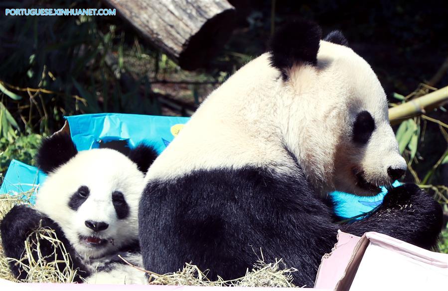 Pandas gêmeos celebram primeiro aniversário no zoológico de Schoenbrunn