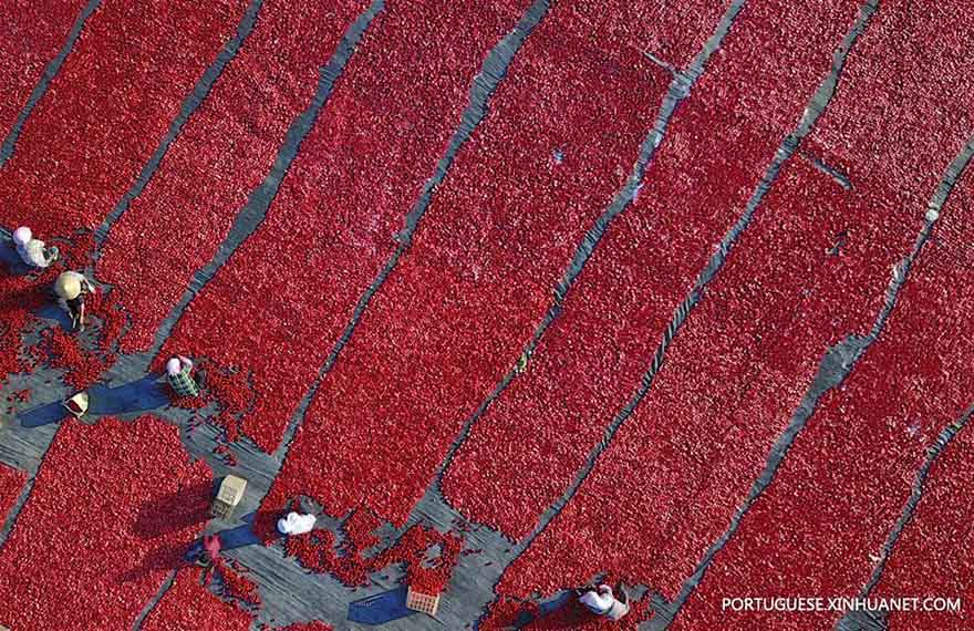 Aldeões secam tomates em Xinjiang, no noroeste da China