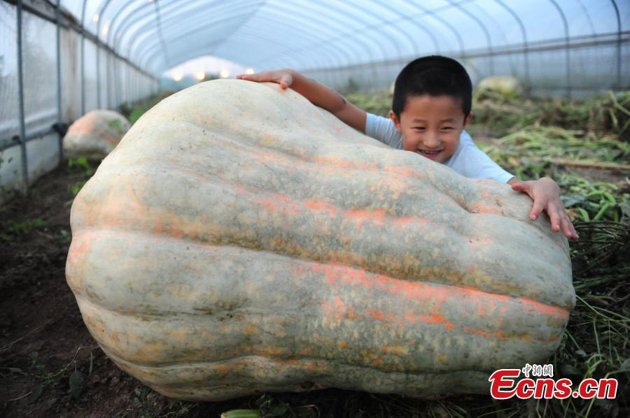 Abóboras gigantes em exibição em Anhui