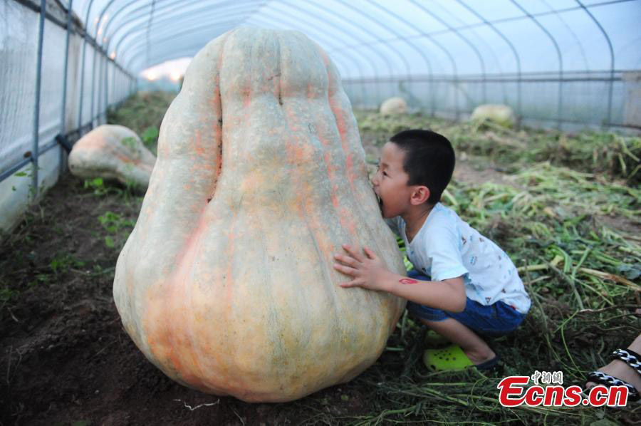 Abóboras gigantes em exibição em Anhui