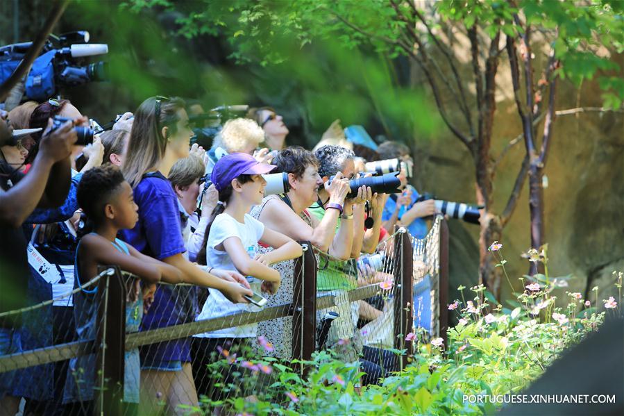 Panda-gigante Beibei celebra aniversário de 2 anos nos Estados Unidos