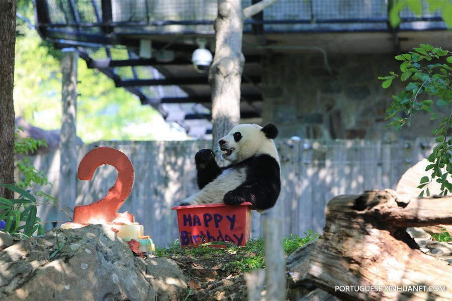 Panda-gigante Beibei celebra aniversário de 2 anos nos Estados Unidos