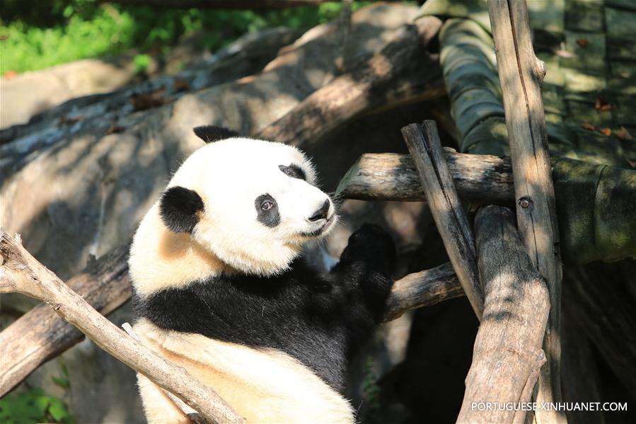 Panda-gigante Beibei celebra aniversário de 2 anos nos Estados Unidos