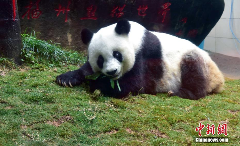 Panda legendário Basi morre aos 37 anos