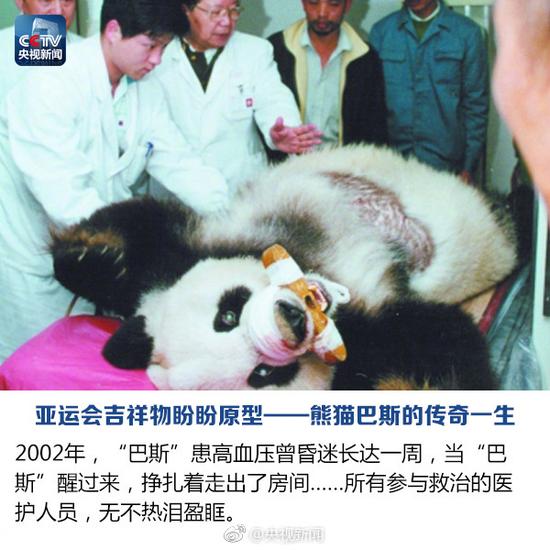 Panda legendário Basi morre aos 37 anos