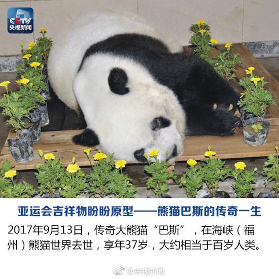 Panda legendário Basi morre aos 37 anos