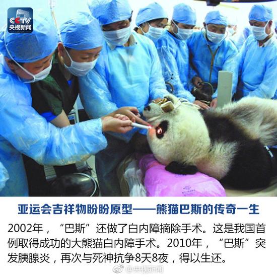 Panda legendário Basi morre aos 37 anos