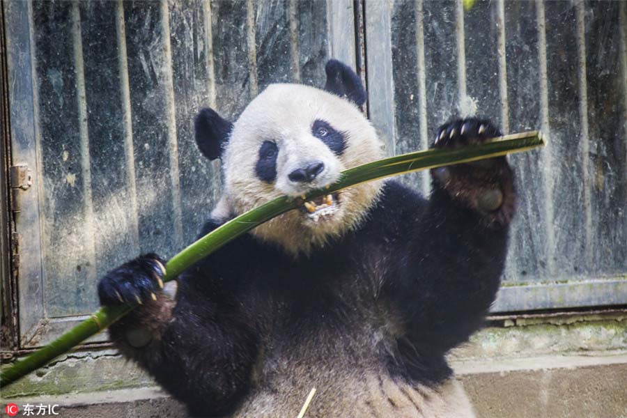 Visitantes prestam homenagem ao panda mais velho do mundo