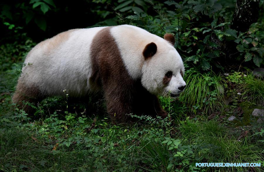 China construirá parque nacional interprovincial para panda-gigante