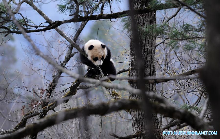 China construirá parque nacional interprovincial para panda-gigante