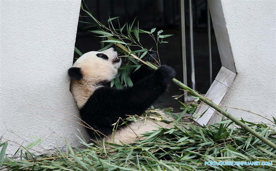 China construirá parque nacional interprovincial para panda-gigante