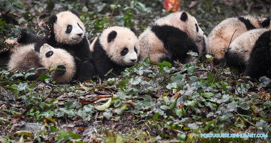 China construirá parque nacional interprovincial para panda-gigante