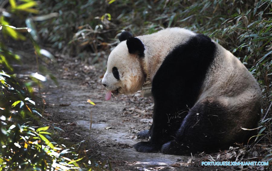 China construirá parque nacional interprovincial para panda-gigante