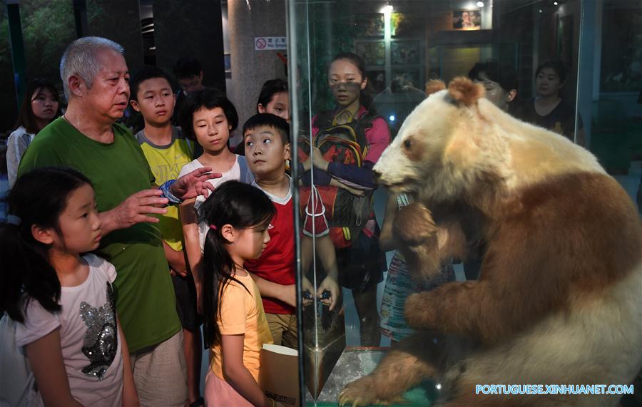 China construirá parque nacional interprovincial para panda-gigante