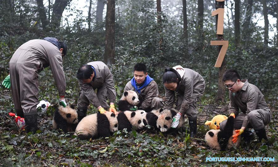 China construirá parque nacional interprovincial para panda-gigante