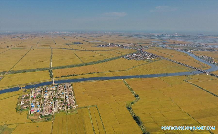 Paisagem de arrozais em Hebei