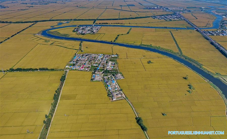 Paisagem de arrozais em Hebei