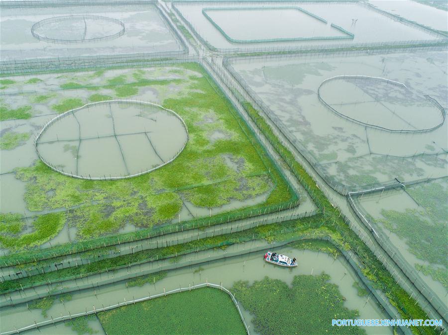 Criadores iniciam época de coleta de caranguejos Taihu no leste da China