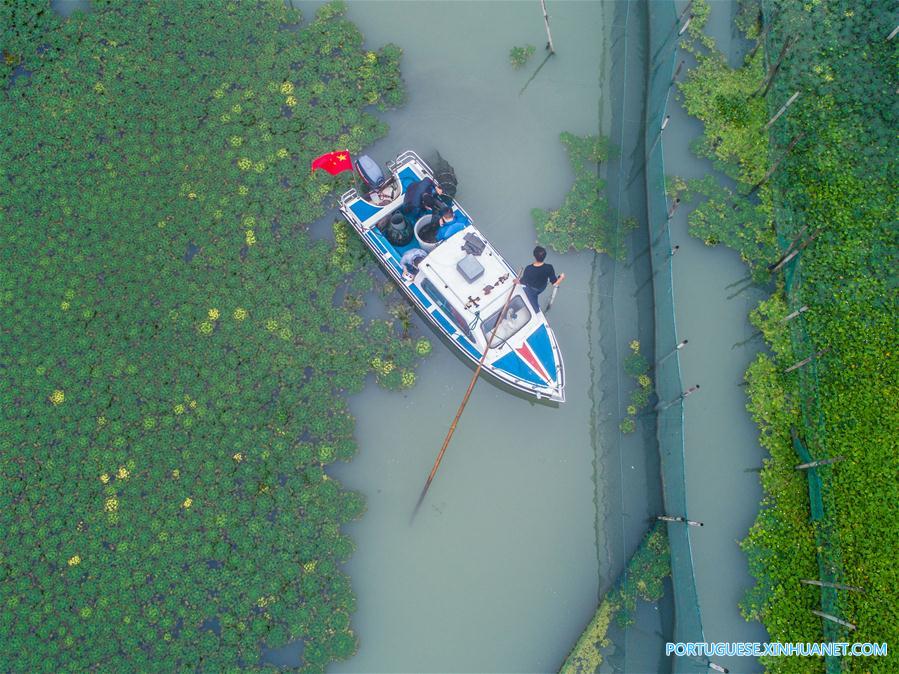 Criadores iniciam época de coleta de caranguejos Taihu no leste da China