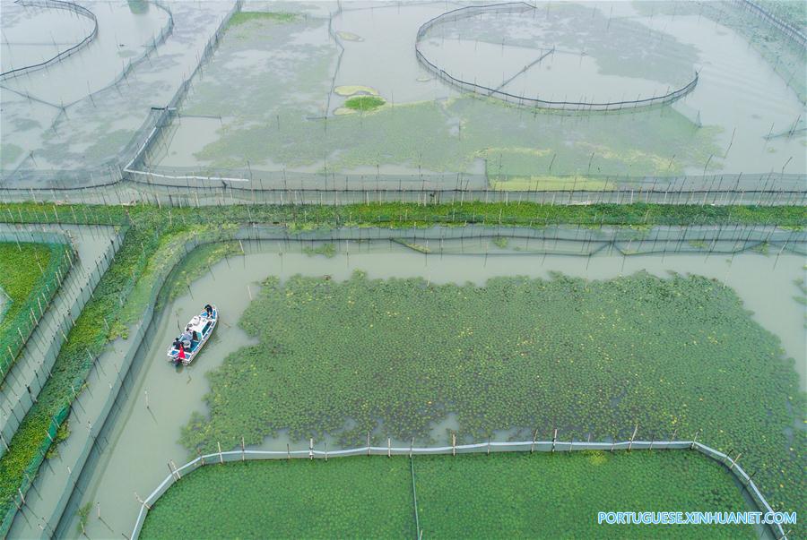 Criadores iniciam época de coleta de caranguejos Taihu no leste da China