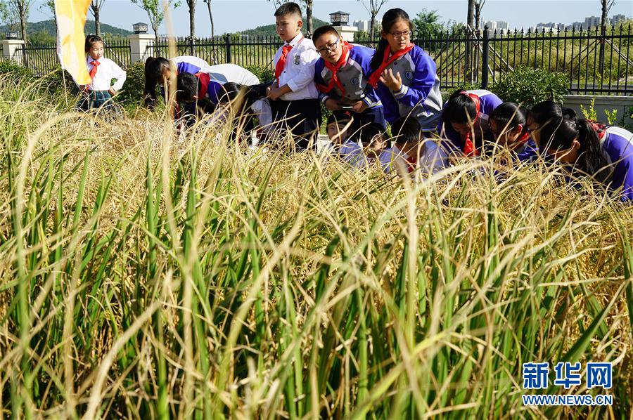 “Arroz marinho” de alto rendimento cultivado com sucesso em Shandong