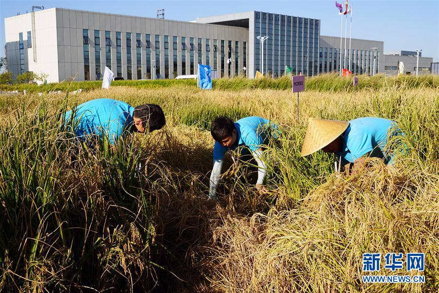 “Arroz marinho” de alto rendimento cultivado com sucesso em Shandong