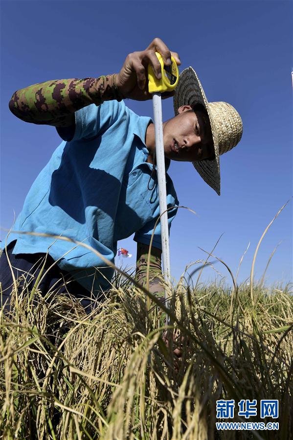 “Arroz marinho” de alto rendimento cultivado com sucesso em Shandong