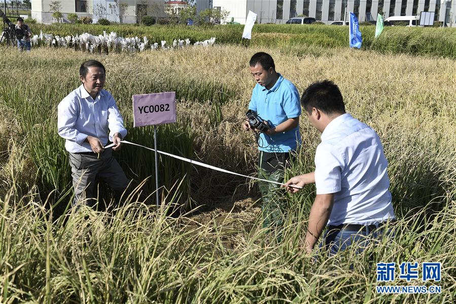 “Arroz marinho” de alto rendimento cultivado com sucesso em Shandong