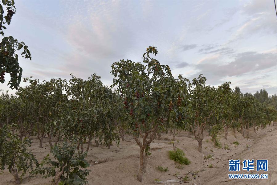 Desertificação na Bacia de Tarim controlada com sucesso