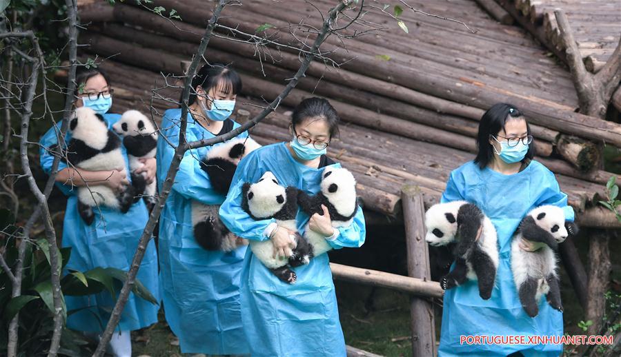 Filhotes de panda-gigante são apresentados ao público em Sichuan