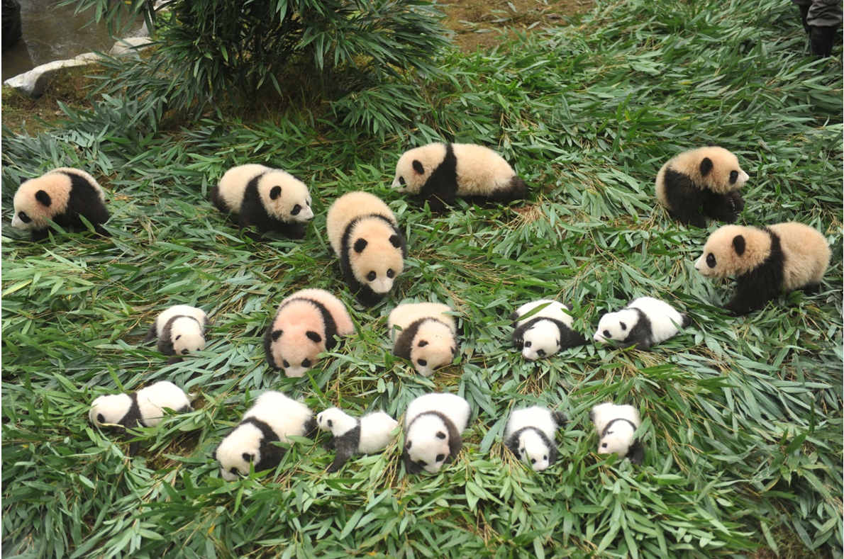 36 Filhotes de panda gigante apresentados ao público