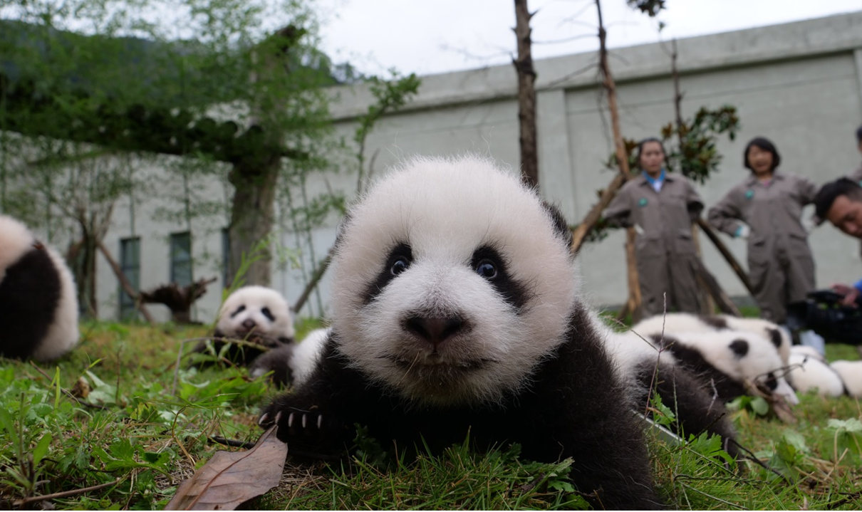 36 Filhotes de panda gigante apresentados ao público