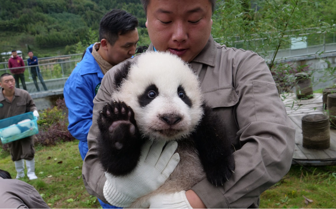 36 Filhotes de panda gigante apresentados ao público