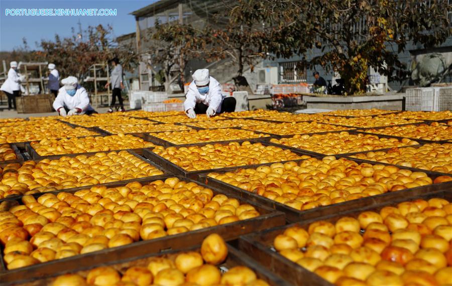 Venda de caquis secos aumenta fonte de renda para agricultores em Shandong